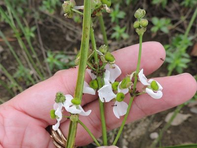 Sagittaria papillosa, photographed by Sam Kieschnick