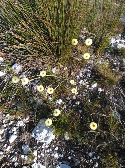Edmondia fasciculata, photographed by Brian du Preez