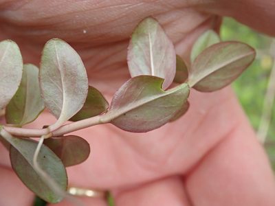 Epilobium chionanthum, photographed by Peter de Lange
