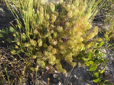 Serruria inconspicua, photographed by Brian du Preez