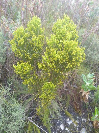Thesium quinqueflorum, photographed by Brian du Preez