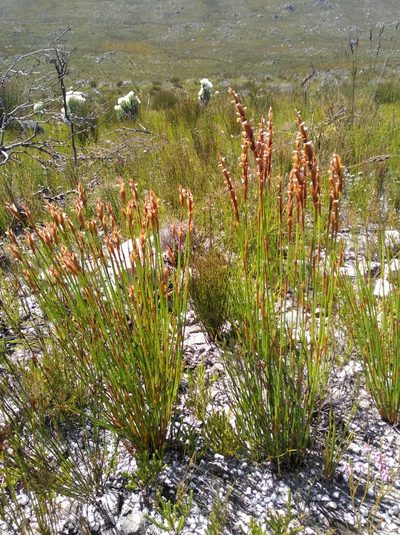 Elegia spathacea, photographed by Brian du Preez