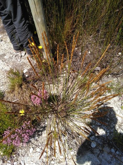 Elegia persistens, photographed by Brian du Preez