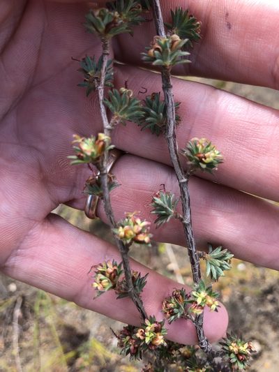 Cliffortia sericea, photographed by Sean Privett
