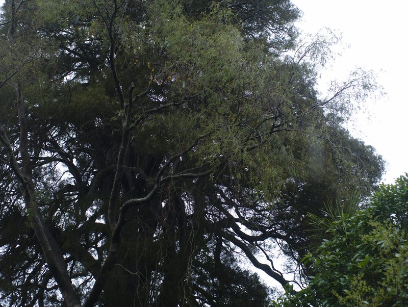 Sophora godleyi, photographed by Paul Bell-Butler