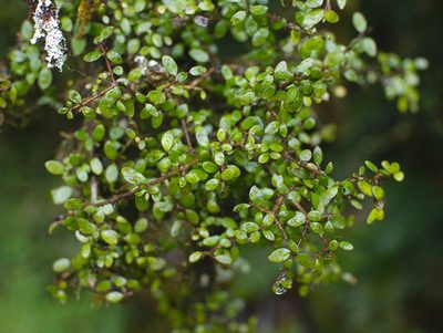 Coprosma wallii, photographed by Paul Bell-Butler