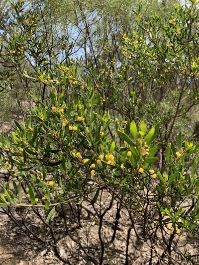 Acacia ixiophylla, photographed by Guy Taseski
