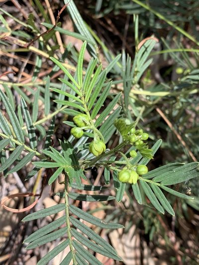 Senna aciphylla, photographed by Guy Taseski