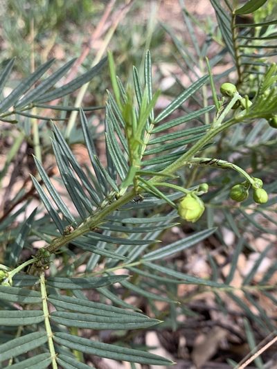 Senna aciphylla, photographed by Guy Taseski