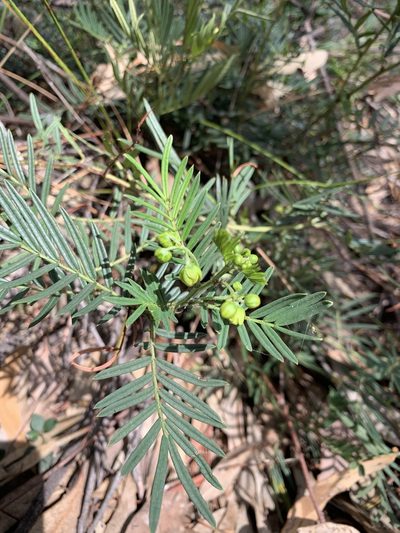 Senna aciphylla, photographed by Guy Taseski