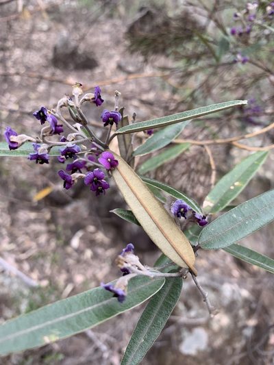 Hovea apiculata, photographed by Guy Taseski