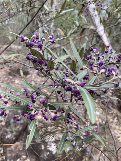 Hovea apiculata, photographed by Guy Taseski