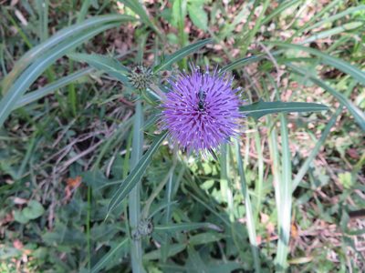 Cirsium oligophyllum, photographed by Marco Mussita