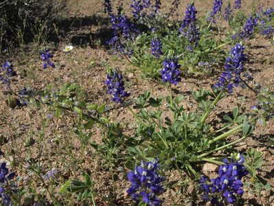 Lupinus odoratus, photographed by Jim Morefield