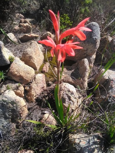 Watsonia spectabilis, photographed by bullwooding
