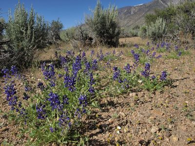 Lupinus odoratus, photographed by Jim Morefield