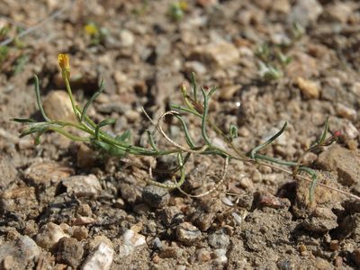 Camissonia parvula, photographed by Jim Morefield