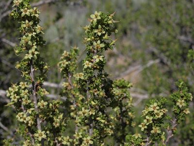 Purshia glandulosa, photographed by Jim Morefield