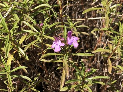 Satureja subspicata, photographed by Pavel Kacl
