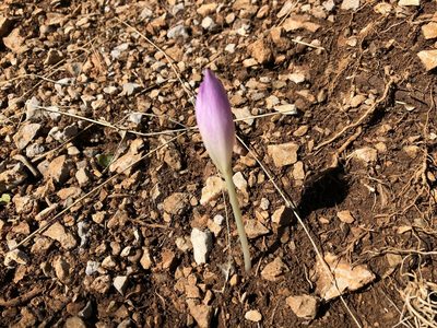 Colchicum haynaldii, photographed by Pavel Kacl