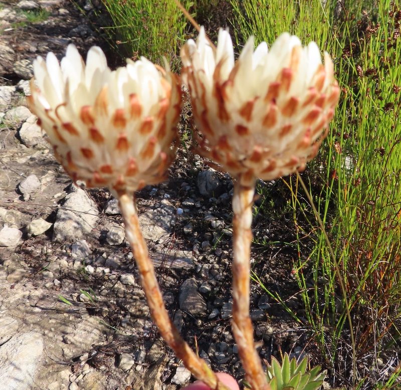 Syncarpha variegata, photographed by linkie