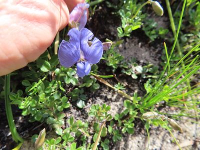Lotononis varia, photographed by linkie