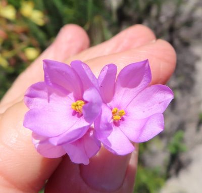 Ixia micrandra, photographed by linkie
