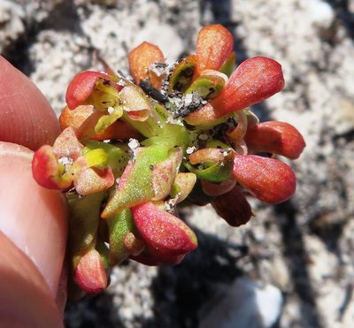 Disa pygmaea, photographed by linkie