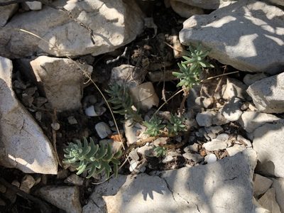 Petrosedum ochroleucum, photographed by Pavel Kacl