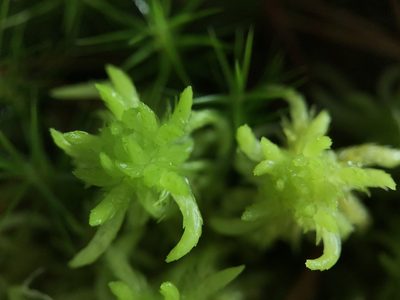 Sphagnum inundatum, photographed by Andrew Melton