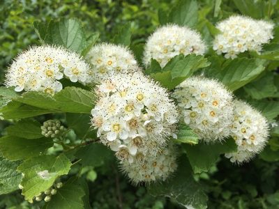 Physocarpus intermedius, photographed by Rose Zappa