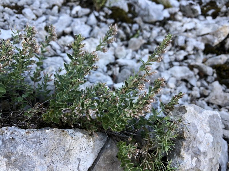 Micromeria croatica, photographed by Pavel Kacl