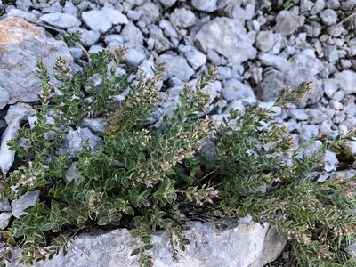 Micromeria croatica, photographed by Pavel Kacl