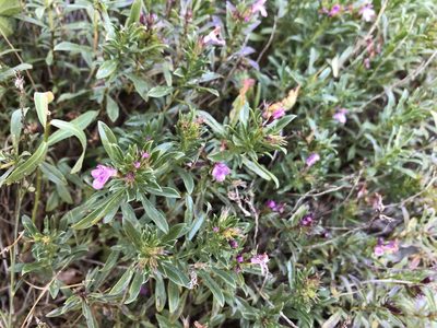 Satureja subspicata, photographed by Pavel Kacl