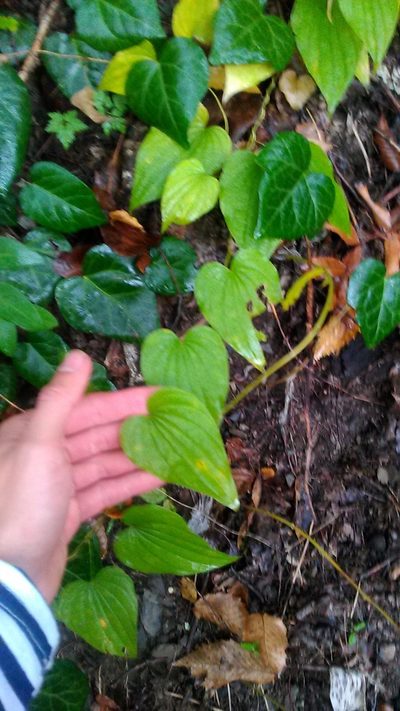 Dioscorea caucasica, photographed by Михаил Орлов