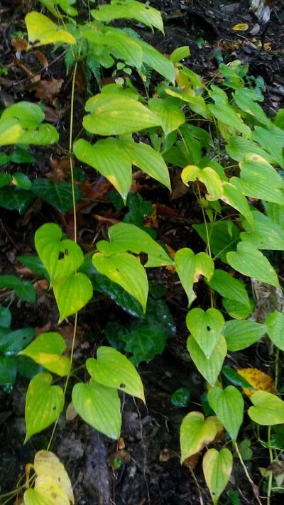 Dioscorea caucasica, photographed by Михаил Орлов