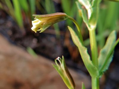 Mimulus strictus, photographed by i_c_riddell