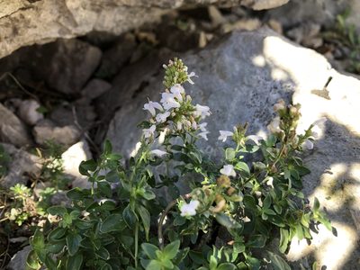 Clinopodium album, photographed by Pavel Kacl