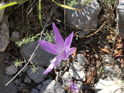 Colchicum haynaldii, photographed by Pavel Kacl