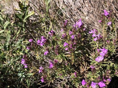 Satureja subspicata, photographed by Pavel Kacl