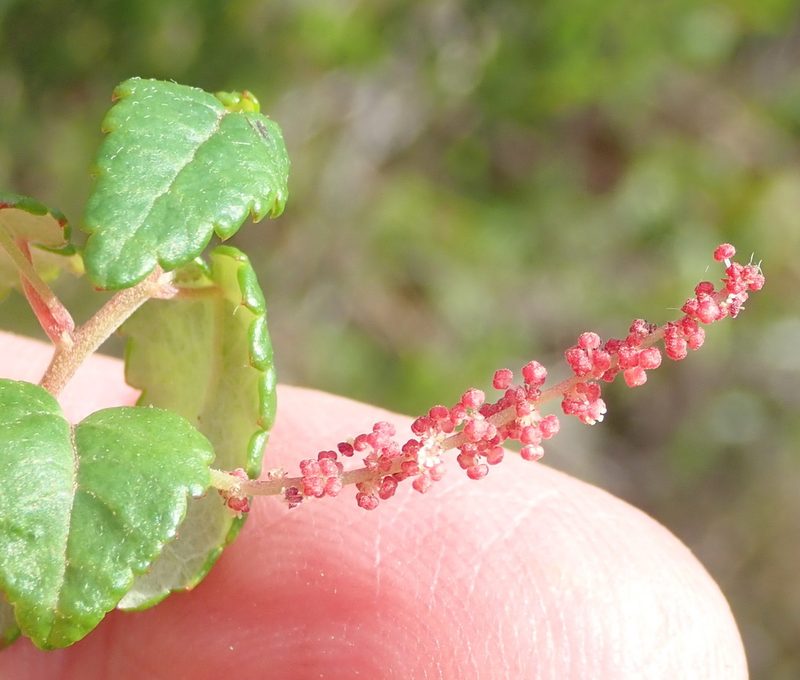 Acalypha capensis, photographed by Nicola van Berkel