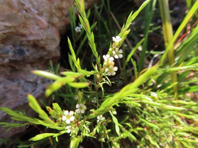 Coleonema juniperinum, photographed by linkie