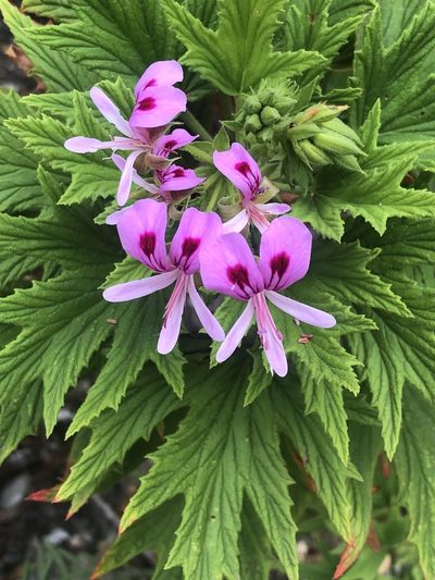 Pelargonium citronellum, photographed by Dave U