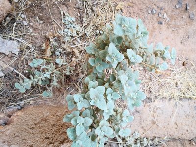Pseudodictamnus mediterraneus, photographed by Claude Kolwelter