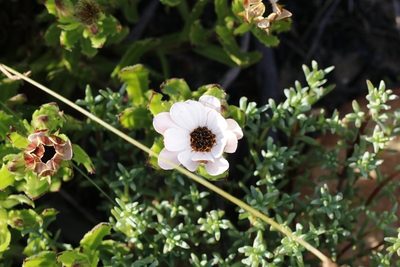 Dimorphotheca walliana, photographed by Karen Eichholz