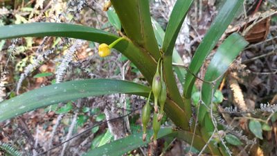 Maxillaria aurea, photographed by DANIEL ALEJANDRO CHICA BOTERO