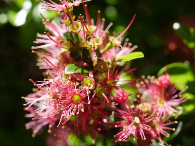 Metrosideros carminea, photographed by Bruce Calvert