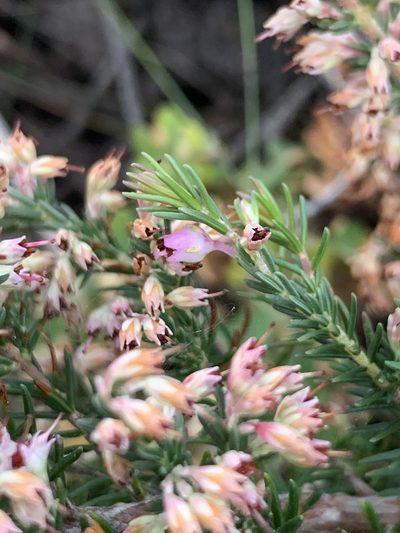 Erica paniculata, photographed by Matthew Fainman