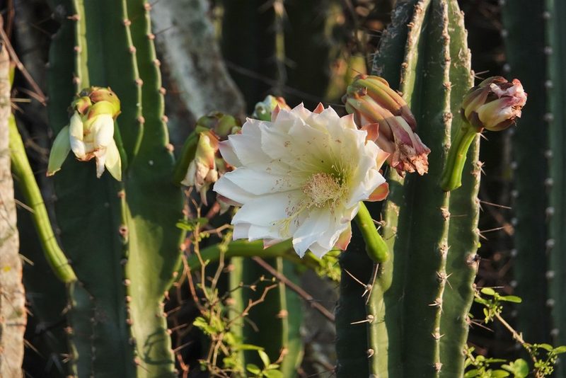 Cereus bicolor, photographed by Paul Prior