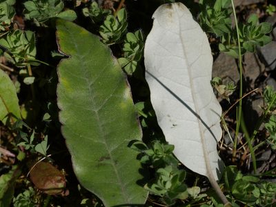 Olearia albida, photographed by Bruce Calvert